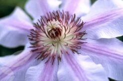 Clematis 'Nelly Moser' 8 Clematis 'Nelly Moser' -Garden Supplies Sales 2024 pl0000000909 card3 lg