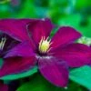 Clematis 'Niobe' -Garden Supplies Sales 2024 pl0000000910
