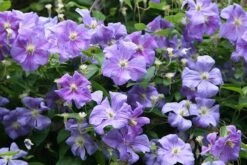 Clematis 'Perle D'Azur' -Garden Supplies Sales 2024 pl0000000912 card3 lg