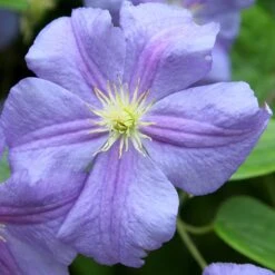 Clematis 'Perle D'Azur' -Garden Supplies Sales 2024 pl0000000912 card6 lg