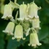 Clematis Rehderiana -Garden Supplies Sales 2024 pl0000000914