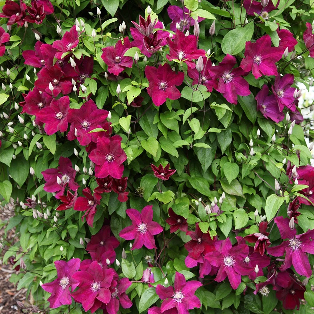 Clematis 'Rouge Cardinal' 4 Clematis 'Rouge Cardinal' - Image 2