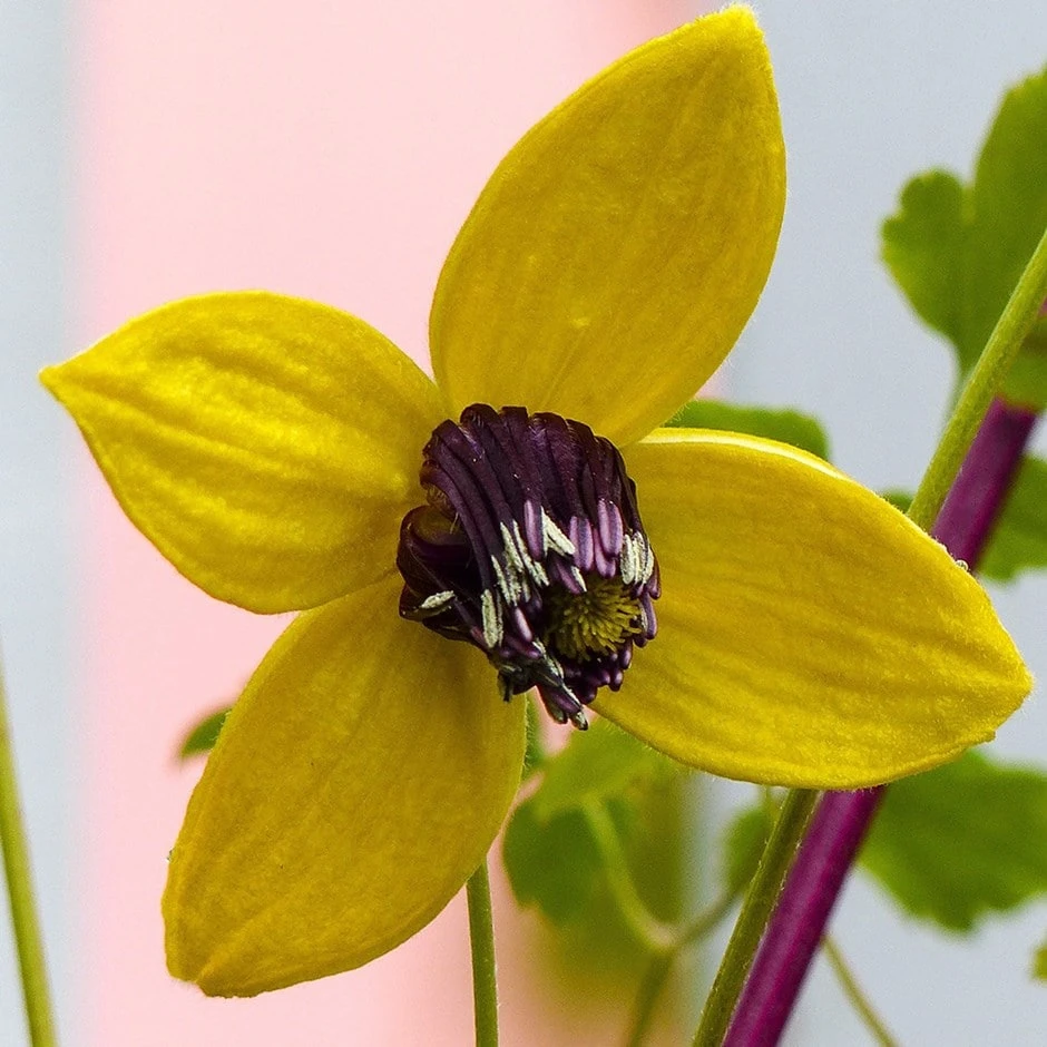 Clematis Tangutica 3 Clematis Tangutica