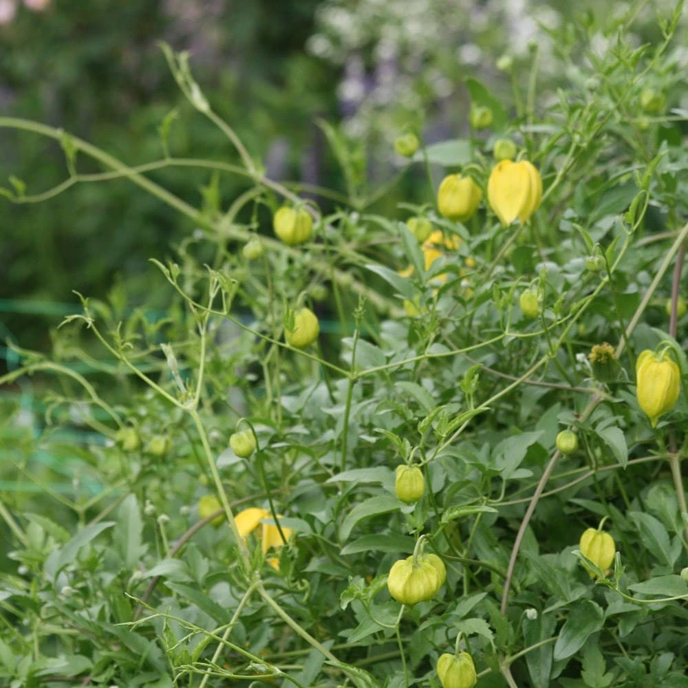 Clematis Tangutica 4 Clematis Tangutica - Image 2