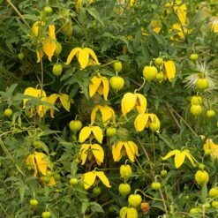 Clematis Tangutica 7 Clematis Tangutica -Garden Supplies Sales 2024 pl0000000917 card3 lg