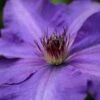 Clematis 'The President' 1 Clematis 'The President' -Garden Supplies Sales 2024 pl0000000921