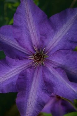 Clematis 'The President' -Garden Supplies Sales 2024 pl0000000921 card3 lg