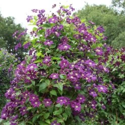 Clematis 'Étoile Violette' -Garden Supplies Sales 2024 pl0000000925 card3 lg