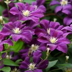 Clematis 'Étoile Violette' -Garden Supplies Sales 2024 pl0000000925 card4 lg