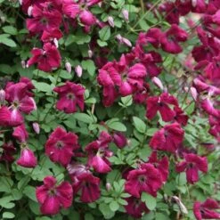 Clematis 'Kermesina' -Garden Supplies Sales 2024 pl0000000926 card3 lg
