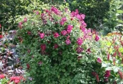 Clematis 'Kermesina' -Garden Supplies Sales 2024 pl0000000926 card4 lg