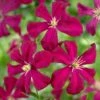 Clematis 'Madame Julia Correvon' -Garden Supplies Sales 2024 pl0000000927