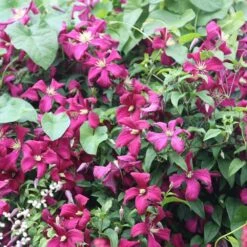 Clematis 'Madame Julia Correvon' -Garden Supplies Sales 2024 pl0000000927 card3 lg