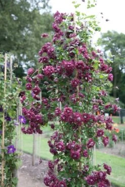 Clematis 'Purpurea Plena Elegans' -Garden Supplies Sales 2024 pl0000000928 card4 lg