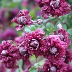 Clematis 'Purpurea Plena Elegans' -Garden Supplies Sales 2024 pl0000000928 card5 lg