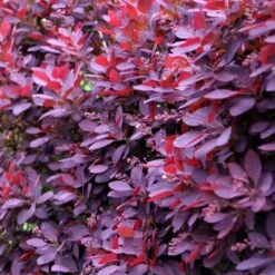 Cotinus Coggygria 'Royal Purple' -Garden Supplies Sales 2024 pl0000001010 card3 lg