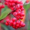 Cotoneaster 'Cornubia' -Garden Supplies Sales 2024 pl0000001020