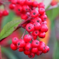 Cotoneaster 'Cornubia'