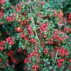 Cotoneaster Horizontalis -Garden Supplies Sales 2024 pl0000001028