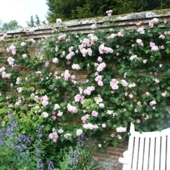 Rosa 'Constance Spry' -Garden Supplies Sales 2024 pl0000001115 card4 lg