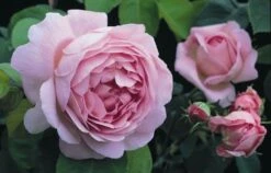 Rosa 'Constance Spry' -Garden Supplies Sales 2024 pl0000001115 card5 lg