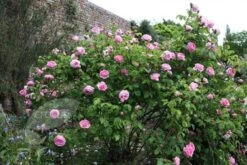 Rosa 'Constance Spry' -Garden Supplies Sales 2024 pl0000001115 card6 lg