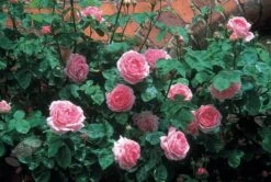 Rosa 'Constance Spry' -Garden Supplies Sales 2024 pl0000001115 card7 lg