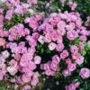 Rosa Surrey ('Korlanum') -Garden Supplies Sales 2024 pl0000001154