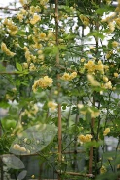 Rosa Banksiae 'Lutea' -Garden Supplies Sales 2024 pl0000001160 card3 lg