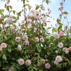 Rosa 'Climbing Cécile Brünner' -Garden Supplies Sales 2024 pl0000001169 card3 lg