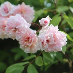 Rosa 'Climbing Cécile Brünner' -Garden Supplies Sales 2024 pl0000001169 card4 lg