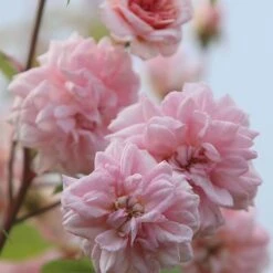 Rosa 'Climbing Cécile Brünner' -Garden Supplies Sales 2024 pl0000001169 card5 lg