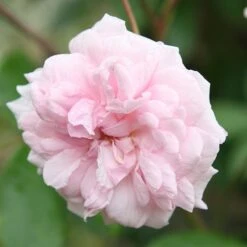 Rosa 'Climbing Cécile Brünner' -Garden Supplies Sales 2024 pl0000001169 card6 lg
