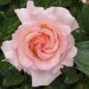 Rosa 'Compassion' -Garden Supplies Sales 2024 pl0000001170