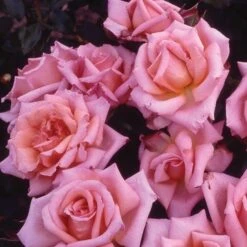 Rosa 'Compassion' 5 Rosa 'Compassion' -Garden Supplies Sales 2024 pl0000001170 card2 lg