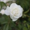 Rosa 'Climbing Iceberg' -Garden Supplies Sales 2024 pl0000001181