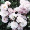 Rosa Little Rambler ('Chewramb') (PBR) 2 Rosa Little Rambler ('Chewramb') (PBR) -Garden Supplies Sales 2024 pl0000001183