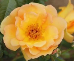 Rosa 'Maigold' -Garden Supplies Sales 2024 pl0000001184 card4 lg