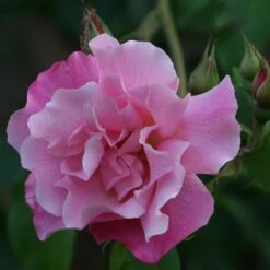 Rosa 'Madame Grégoire Staechelin'