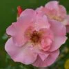 Rosa 'Summer Wine' -Garden Supplies Sales 2024 pl0000001192