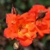 Rosa Warm Welcome ('Chewizz') (PBR) 2 Rosa Warm Welcome ('Chewizz') (PBR) -Garden Supplies Sales 2024 pl0000001195