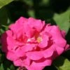 Rosa 'Zéphirine Drouhin' -Garden Supplies Sales 2024 pl0000001197