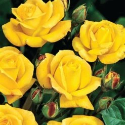 Rosa 'Arthur Bell' -Garden Supplies Sales 2024 pl0000001199 card3 lg