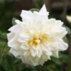 Rosa 'Albéric Barbier' -Garden Supplies Sales 2024 pl0000001272