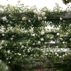 Rosa 'Albéric Barbier' -Garden Supplies Sales 2024 pl0000001272 card3 lg