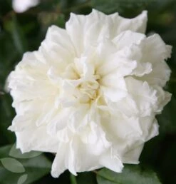 Rosa 'Albéric Barbier' -Garden Supplies Sales 2024 pl0000001272 card4 lg