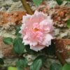 Rosa 'Albertine' -Garden Supplies Sales 2024 pl0000001273