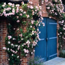 Rosa 'Albertine' -Garden Supplies Sales 2024 pl0000001273 card2 lg