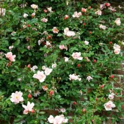 Rosa 'Albertine' -Garden Supplies Sales 2024 pl0000001273 card3 lg
