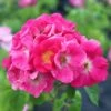 Rosa 'American Pillar' -Garden Supplies Sales 2024 pl0000001274